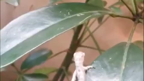 Adorable Moment A Chameleon Gave Birth