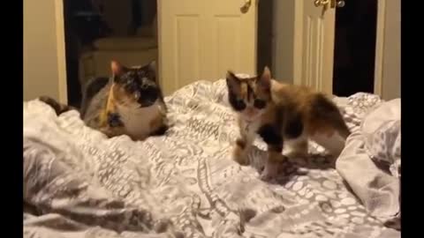 Baby Cats - Don't try to hold back Laughter 😂