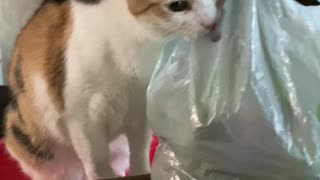 STOP LICKING THE BAG, DO NOT LICK THE BAG!