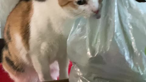 STOP LICKING THE BAG, DO NOT LICK THE BAG!