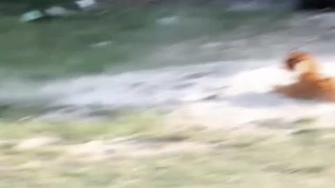 Prank dog & Fake Tiger Vs Dog Prank Video