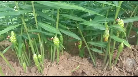 ginger plant looking nice Wayanad