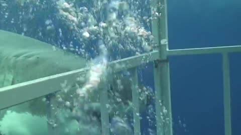 Shark gets angry and tries to break a Diver's cage