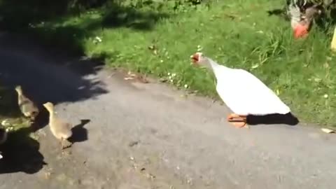 Angry hissing goose