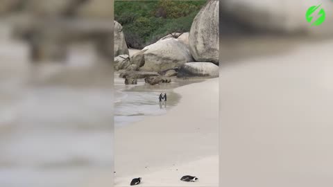 Captan a pareja de pingüinos "tomados de la mano" mientras dan un romántico paseo por la playa