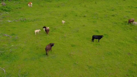 Calves feeding in a meadow with grass
