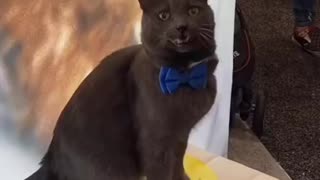 Cat knows how to dance with his owner!