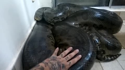 Huge Anaconda Goes In Attack Mode When A Man Tries To Stroke It