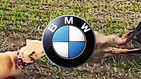 ∆Audi Vs 😈 Mercedes Vs 💀 BMW # doberman # husky # Pitbull # sigma #Alpha
