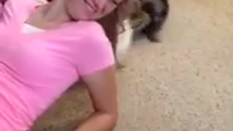 Pomeranian Puppies Pulling Girl's Hair