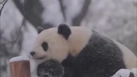 The panda enjoying the snow