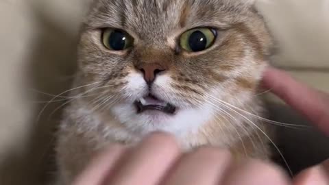 Amazing cat 🐈 trending video