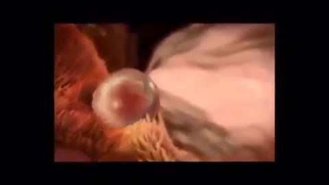 Watch the stages of fetal formation in the mother's abdomen, wonderful