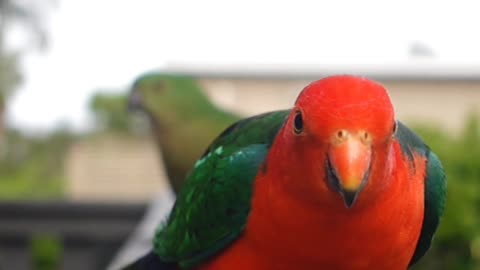 Australian king parrot 🦜 #parrot #birdslover#kingparrot