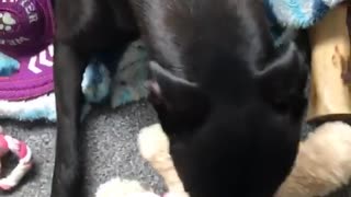 Dog protects her toy