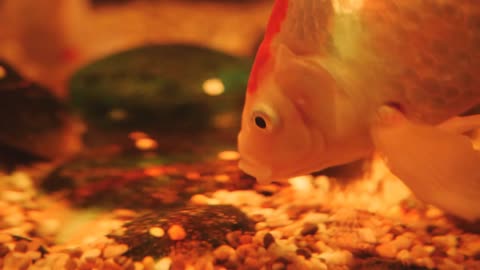 Close-up of a large goldfish eats food from the bottom of the aquarium