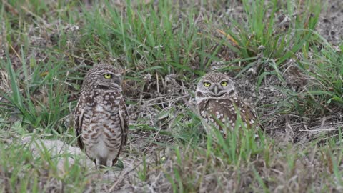 2 burrowing owls at Venus Ranch