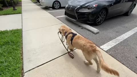 Clever Golden Retriever Walks Himself With His Own Leash