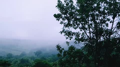 Fog in the forest after rain