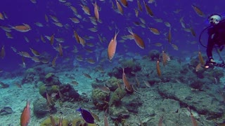 Chromis everywhere during our Bonaire dive!!