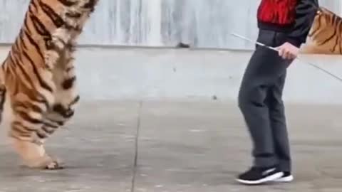 Tiger training short video 🤔🤔