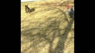 Rooster Crowing Compilation Plus