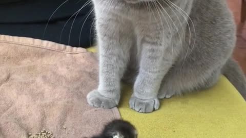 Kucing sedang bermai dengan anak ayam