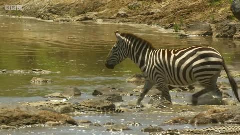 Shani the Zebra's incredible escape from ferocious crocodiles - BBC