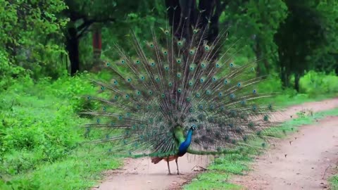 Amazing and Beautiful Peacock In the World