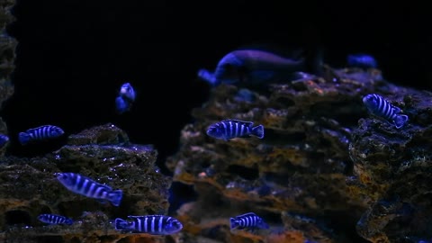 Aquarium with colorful fish cichlids