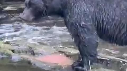 Black bear shakes the water__