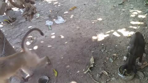 REAL MONKEY VS DOG FIGHT FUNNY