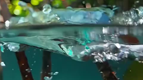 Amazing fish animals