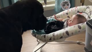 When your mastiff just needs a little kiss