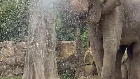 Elephants use their trunks to artificially rain