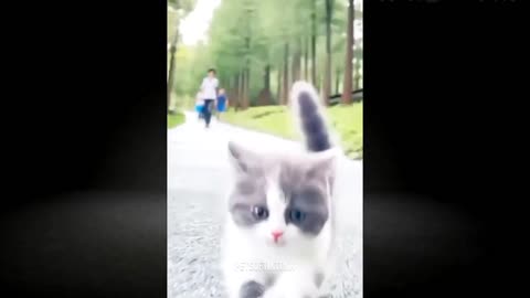 Funny Animal Videos 🤣 Funniest Dogs And Cats Videos 👻 😸 🐺| Pets Of TikTok | Funny Animal Videos