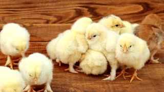 newborn chickens, it's wonderful