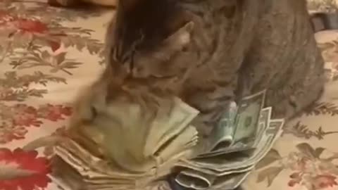 Now the cat is just crazy about money.