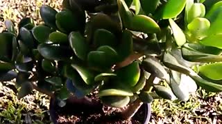 Crassula ovata