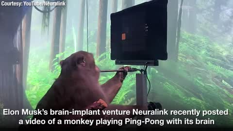 Watch Elon Musk’s Monkey play Ping-Pong using brain implants