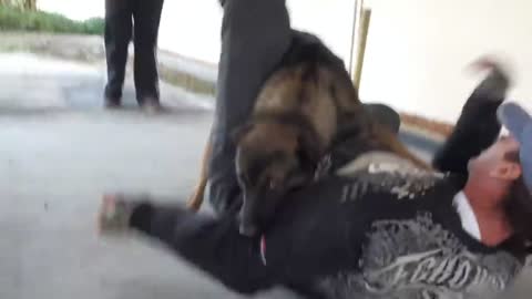 Dog Protecting Master (Dog Training 1O1)