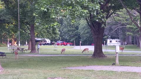 Lots of deers in campground