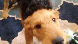 Playful airedale terrier Squiggles