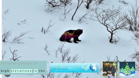 US says climate change threatens wolverines with extinction