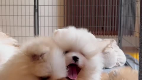 Funny puppy moments.