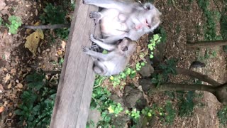 Protective Mother Monkey