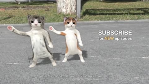 Cat dance