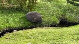One Small Step for Wombat, One Giant Leap for Wombatkind