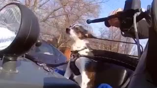 Dog rides around in motorcycle