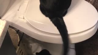 Small black kitten trying to play with big black kitten sitting on toilets tail